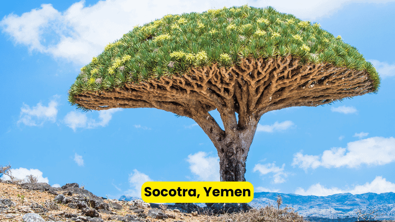 Dragon's blood trees on the surreal landscape of Socotra Island in Yemen."